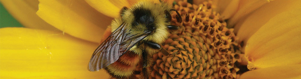 Tri-coloured Bumblebee on False Sunflower - photo credit: Larry Watkins, MNRF.
