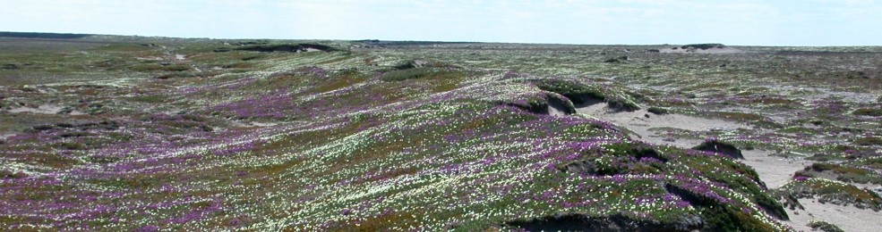 This is a photo of tundra with white ans purple flowers in the Hudson Bay Lowlands tundra - credit: M.J. Oldham, OMNRF