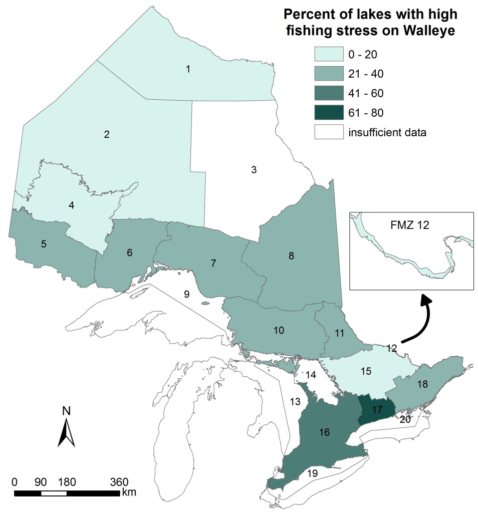 This is map of Ontario showing the percentage of lakes in each zone that were assessed as having high fishing stress based on estimates of fishing mortality from the Broad-scale Monitoring program between 2008 and 2012. Lakes in Fisheries Management Zone 17 (Kawartha Lakes) had the highest Walleye fishing stress (61-80% of sampled lakes). Fishing stress is generally highest in Fisheries Management Zones in the southern half of the province.