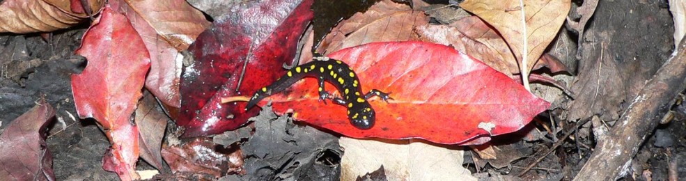 This is a photo of a Spotted Salamander on leaves on the forest floor - photo credit: A. Dextrase