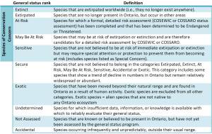 This is an image of a table that includes the definition of the general status ranks for the assessment of wild species in Canada. The ranks and their definitions are: Extinct - Species that are extirpated worldwide (i.e., they no longer exist anywhere); Extirpated - Species that are no longer present in Ontario, but occur in other areas; At Risk - Species for which a formal, detailed risk assessment (COSEWIC or COSSARO status assessment) has been completed and that has been determined to be Endangered or Threatened; May Be At Risk - Species that may be at risk of extirpation or extinction and are therefore candidates for a detailed risk assessment by COSEWIC or COSSARO; Sensitive - Species that are not believed to be at risk of immediate extirpation or extinction but may require special attention or protection to prevent them from becoming at risk (includes species listed as Special Concern); Secure - Species that are not believed to belong in the categories Extirpated, Extinct, At Risk, May Be At Risk, Sensitive, Accidental or Exotic. This category includes some species that show a trend of decline in numbers in Ontario but remain relatively widespread or abundant; Exotic - Species that have been moved beyond their natural range and are found in Ontario as a result of human activity. Exotic species are excluded from all other categories. Exotic species = alien species that are not native to any Ontario ecosystem; Undetermined - Species for which insufficient data, information, or knowledge is available with which to reliably evaluate their general status; Not Assessed - Species that are known or believed to be present in Ontario, but have not yet been assessed by the general status program; Accidental - Species occurring infrequently and unpredictably, outside their usual range. Species in the first five categories are considered to be species of conservation concern.