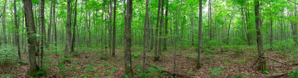 Sugar Maple Forest - Photo credit: Larry Watkins, OMNRF