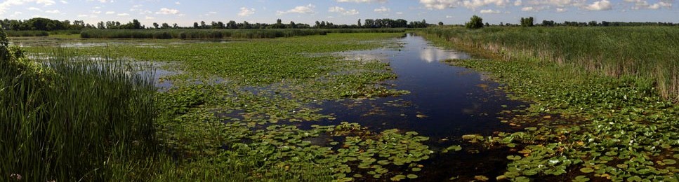 Lake St. Clair marsh: photo credit Al Woodliffe - redtired OMNR